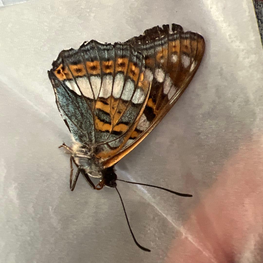 オオイチモンジチョウ モンゴル産9頭セット