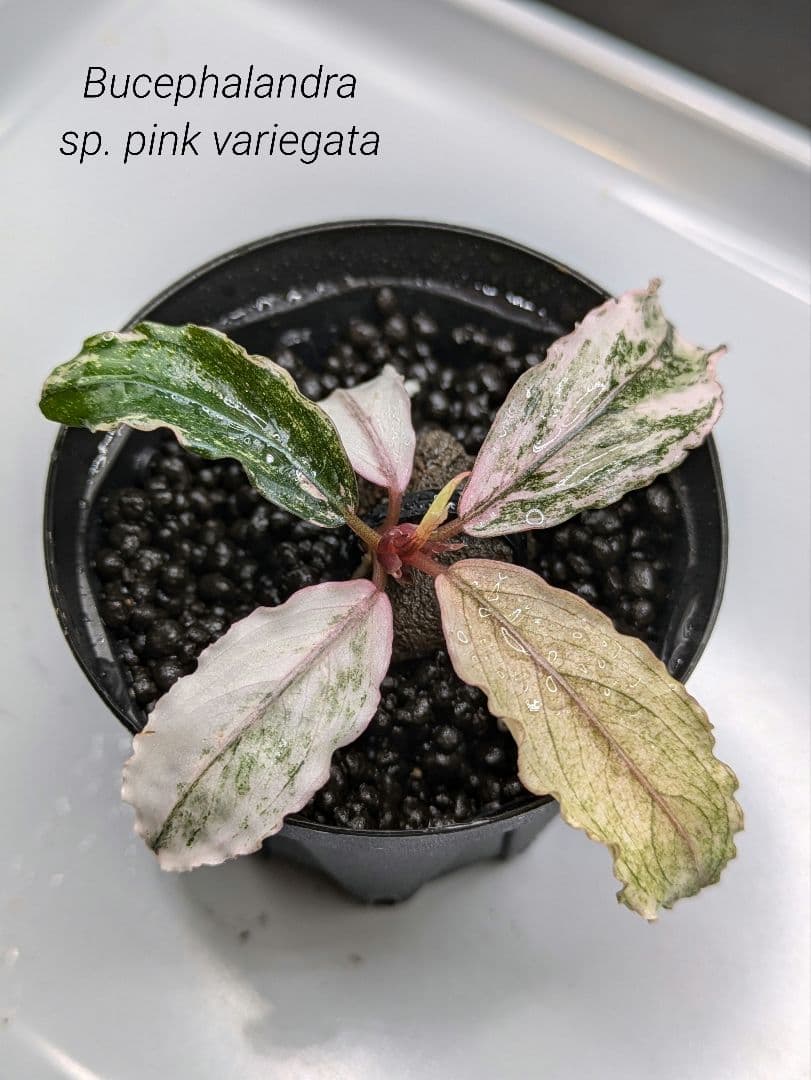 Bucephalandra sp.”pink variegata ” 水上葉 ブセファランドラ ピンク