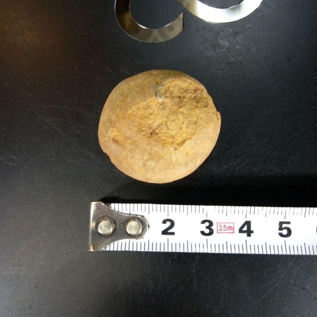 三葉虫化石ボリビア産南アメリカtrilobite南米産fossil⑥