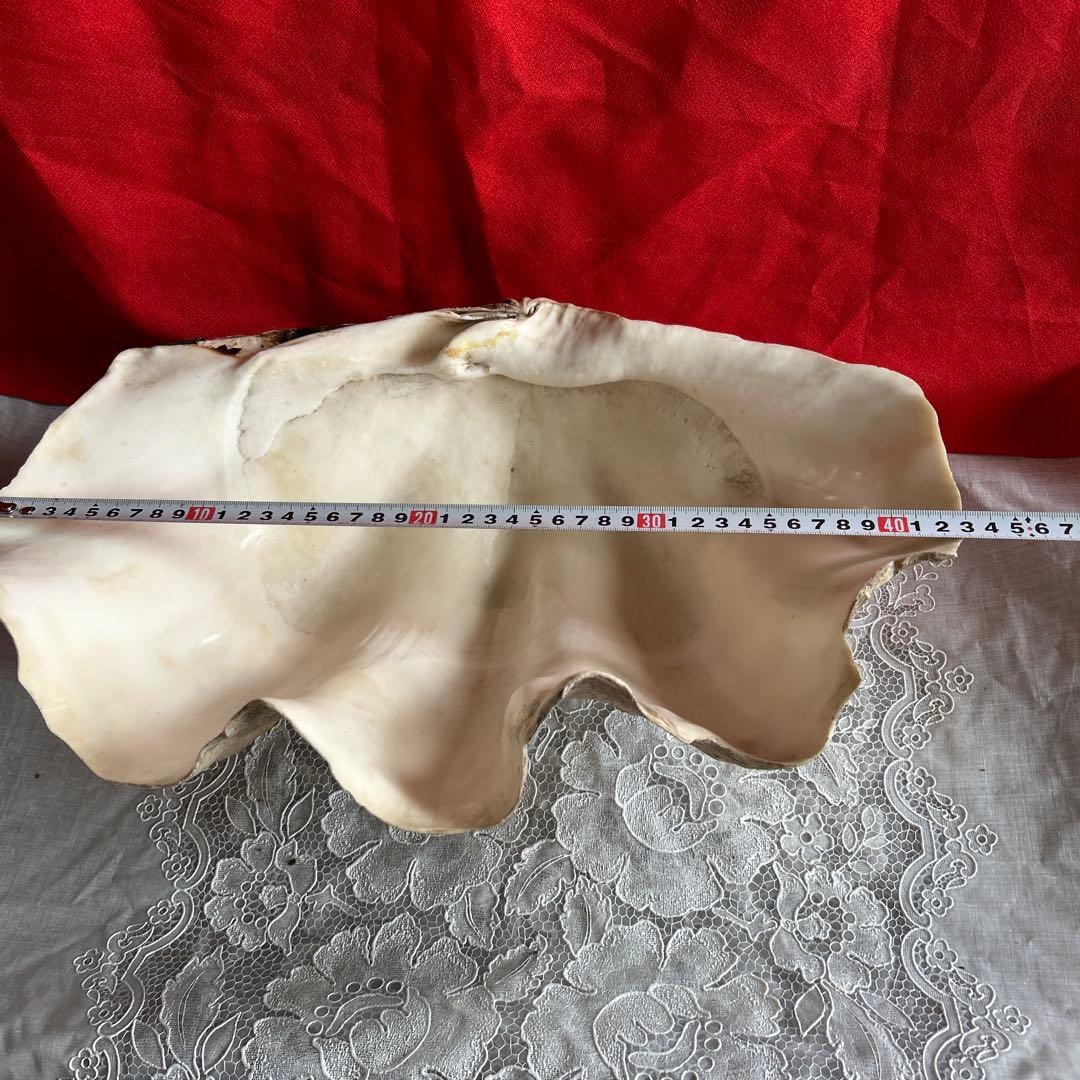 貝殻 ボウル型 レイアウト用品 大きめ42センチ