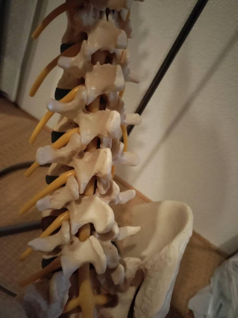 脊柱模型90cm 骨格標本 スタンド付き 人体模型 カイロ 整体 整骨院 鍼灸