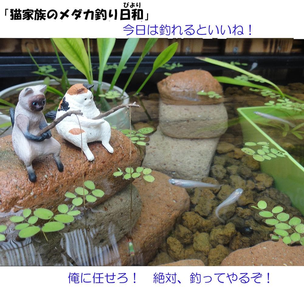 高さの有るビオトープ 80L トロ舟＆木枠セット（3D防鳥網