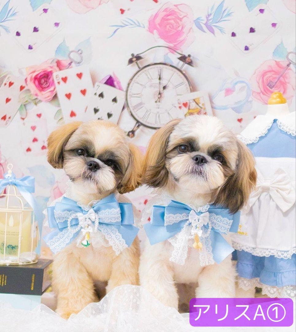 背景布×6枚+1 ペット撮影用ブース トリミングチョーカー販売中 夏