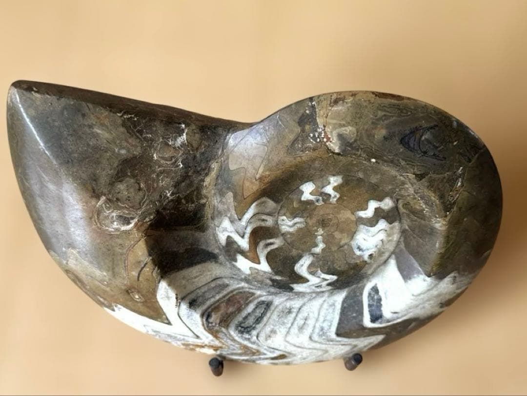 ゴニオクリメニアの化石 アンモナイト モロッコ産 化石 デボン紀