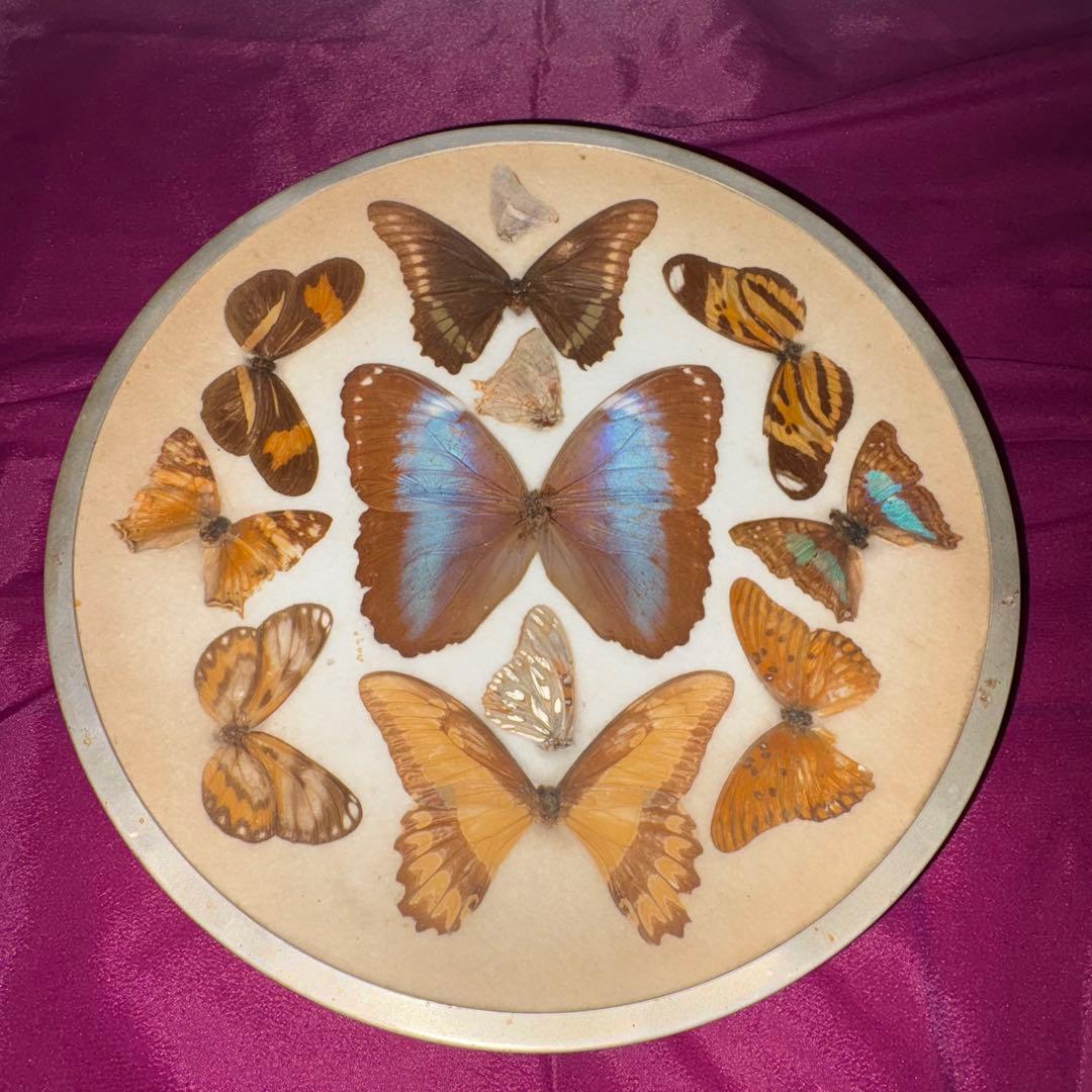 外国産蝶標本】ヒイロツマベニチョウ♀1♂3/インドネシア.セラム島産