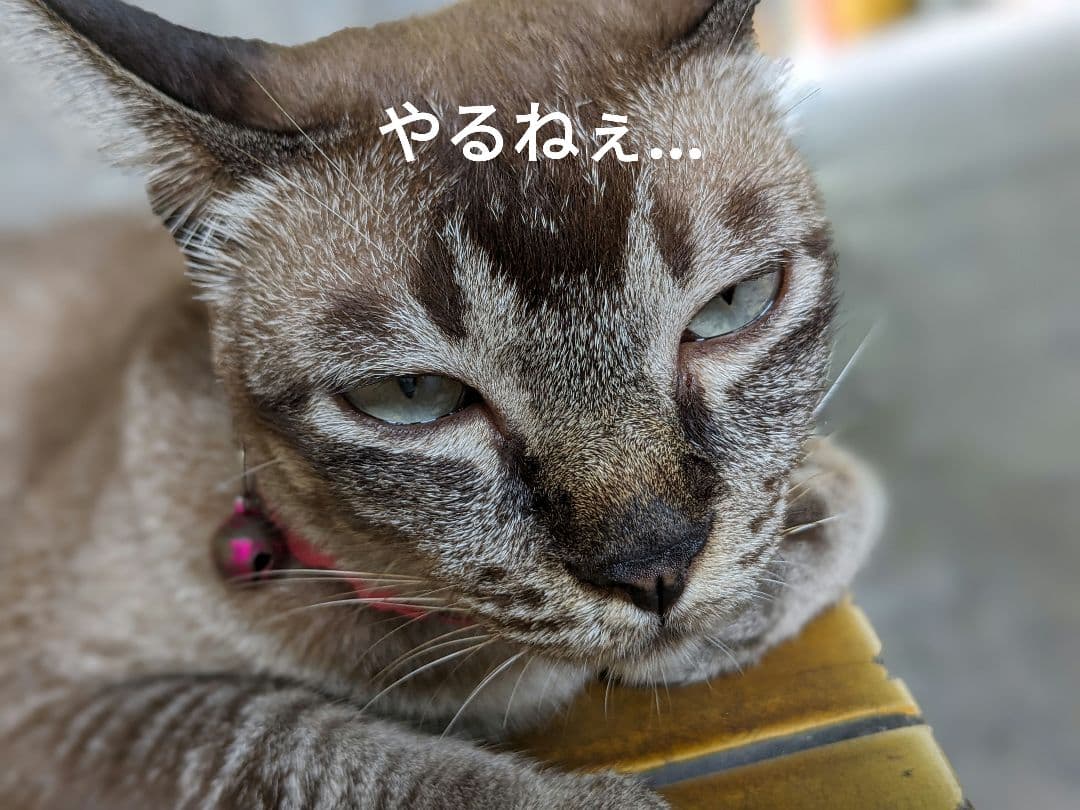 マジモノ…】動物の〇ちゃんを素材としたプラクルアン？呪物？すごい金