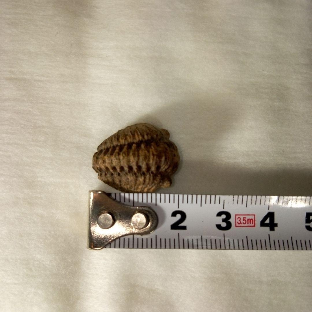 三葉虫 化石 三葉虫化石 究極のレトロ 小さい化石 fossil 化石管理番号①
