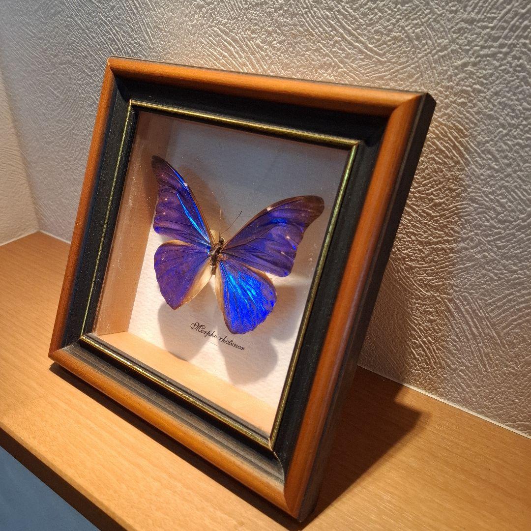 Morpho rhetenor蝶 レテノールモルフォ 標本 - メルカリ