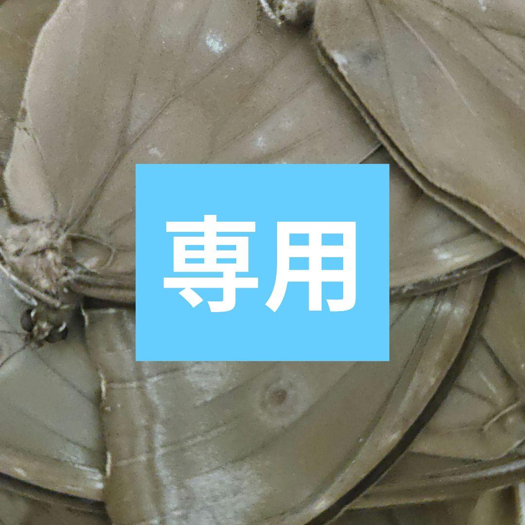 ☆昆虫標本☆【パプアオオコノハギス】Siliquofera grandis