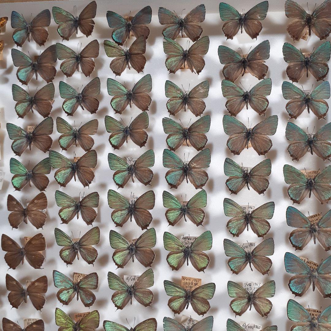 蝶標本 ゼフィルス及びセセリチョウ科22種。大型ドイツ標本箱二箱入り