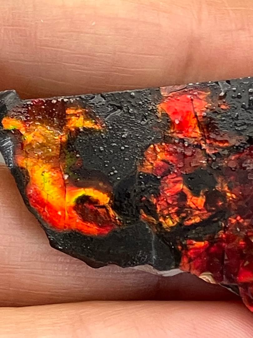 化石 原石 アンモライト アンモナイト カナダ産 幅4.4cm 箱付き