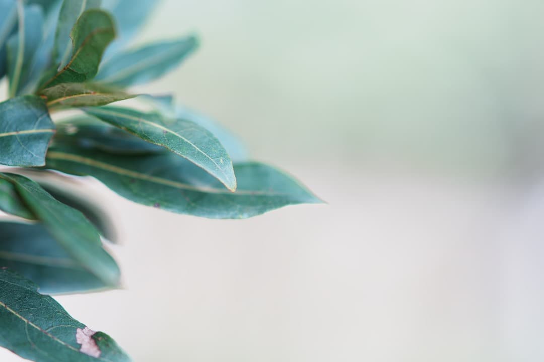 希少】SONY 135mm F1.8 ZA 美しいボケ 絶品描写 ポートレート