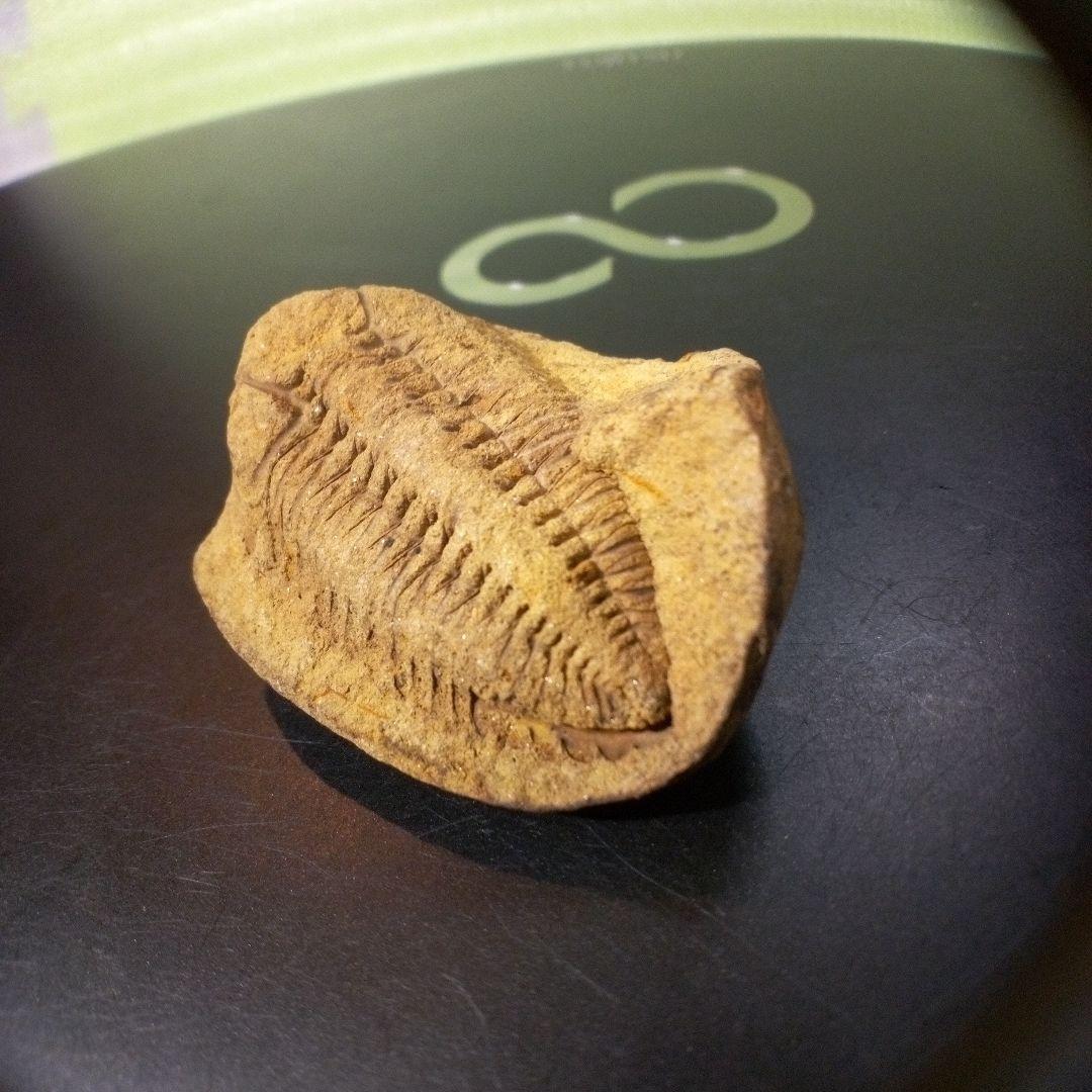 三葉虫 化石 fossil ボリビア産 レア Fossil管理⑧