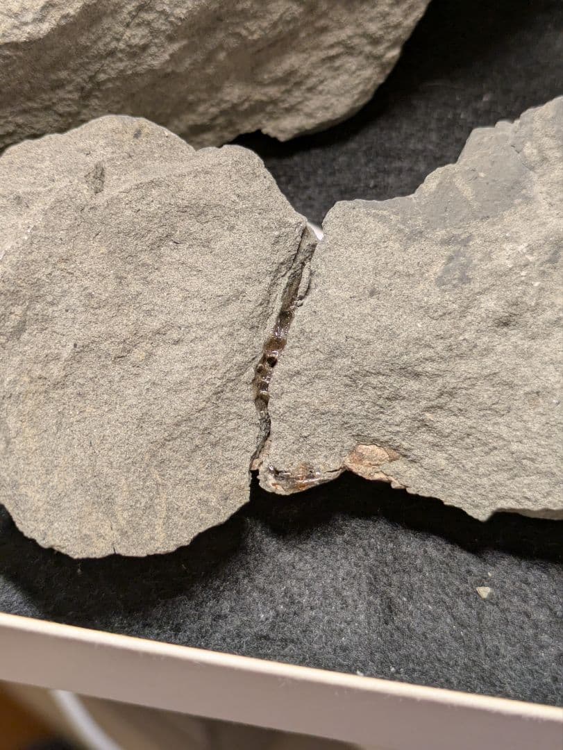 カニ 化石 標本 地学 原石