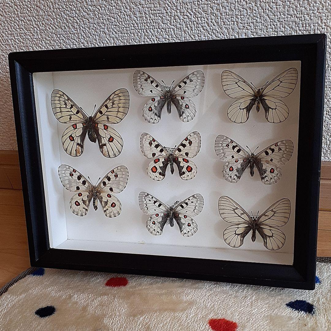 最高 バードウィング社製ドイツ箱 小型 標本箱 ウスバシロチョウセット