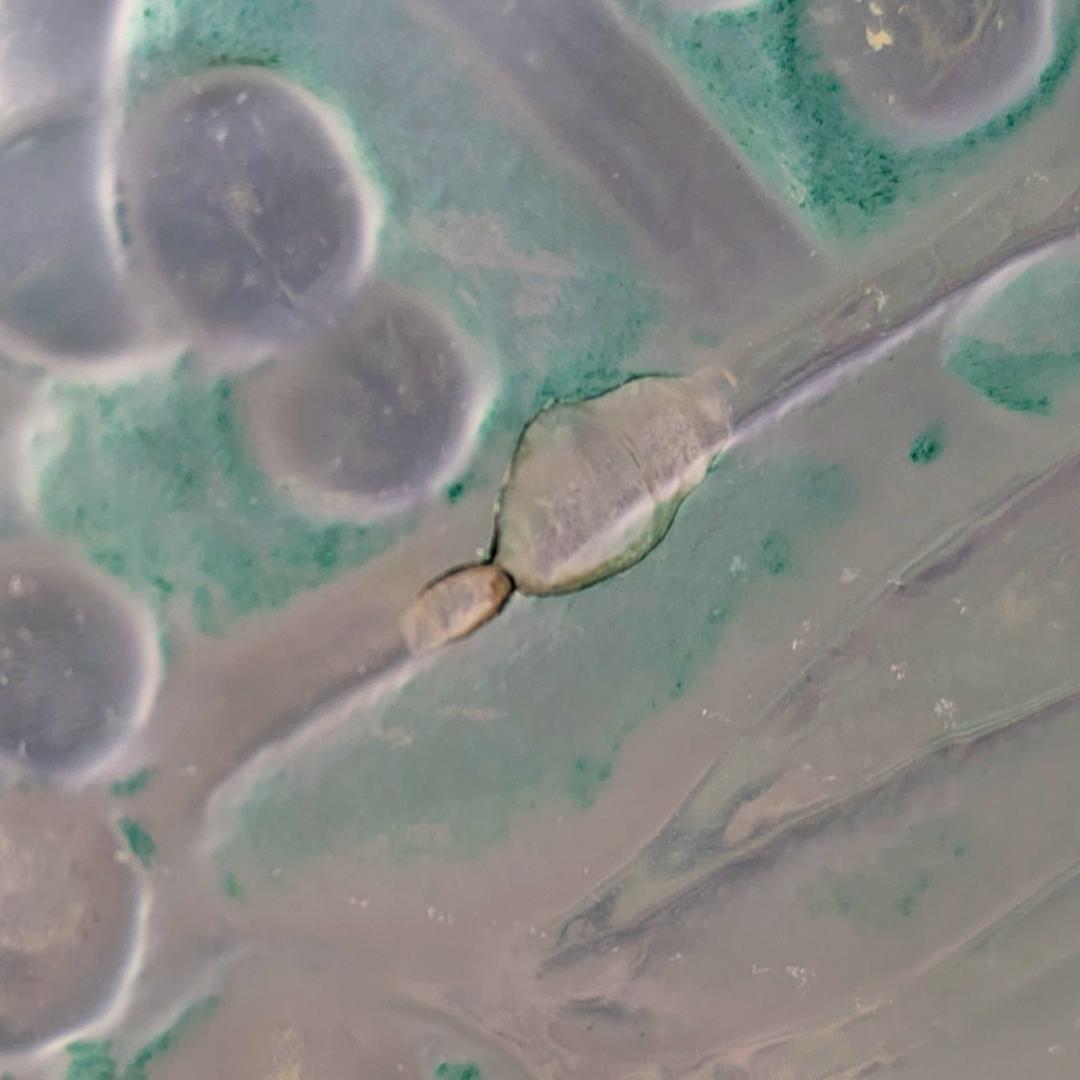 マッチー様専用 希少なルネ期の作品です ラリック GUI 花瓶1921年