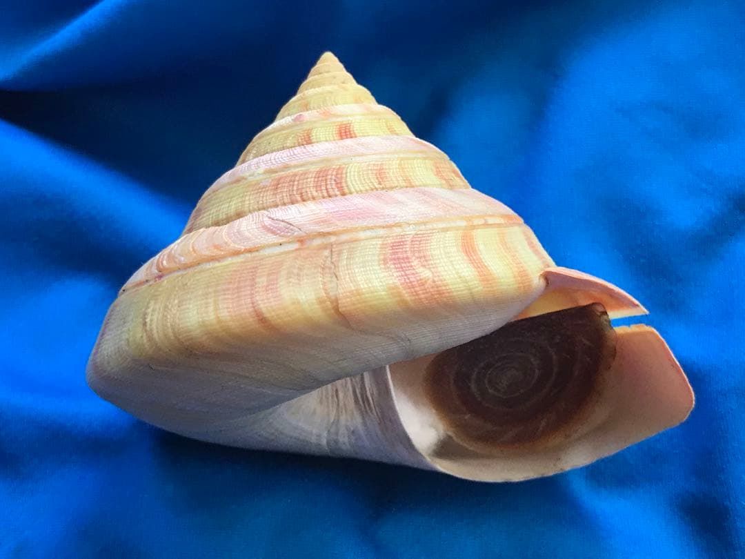 貝標本リュウグウオキナエビスお手頃size96mm