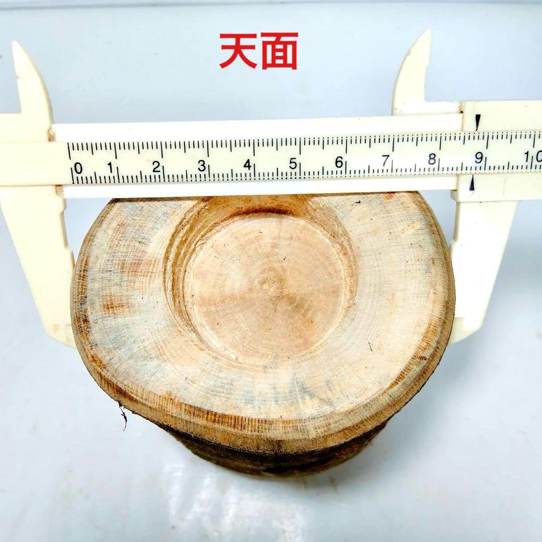 クワリウム クワガタ 隠れ家 人工樹洞 のぼり木 止まり木 カブトムシ