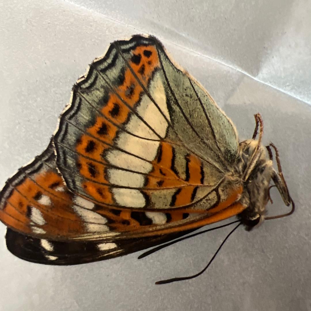 オオイチモンジ モンゴル産10頭セット オオイチモンジ モンゴル産10頭