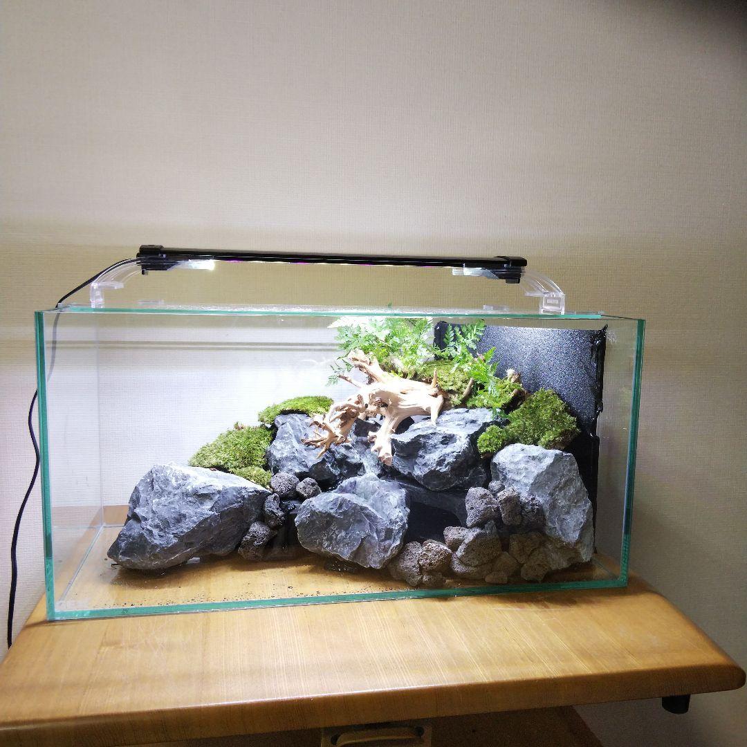 完成品】滝のあるアクアテラリウム イモリウム 苔テラリウム アクア