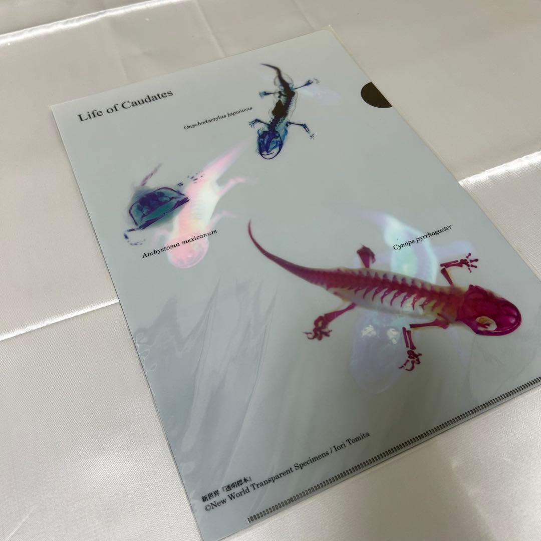 3391：【未使用】新世界 透明標本 クリアファイル オオサンショウウオ