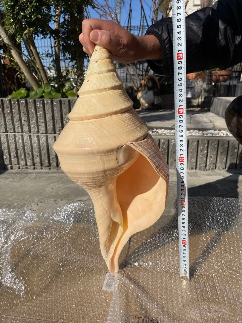 激レア 世界最大 法螺貝 アラフラオオニシ貝 貝殻長約54センチ殻径約
