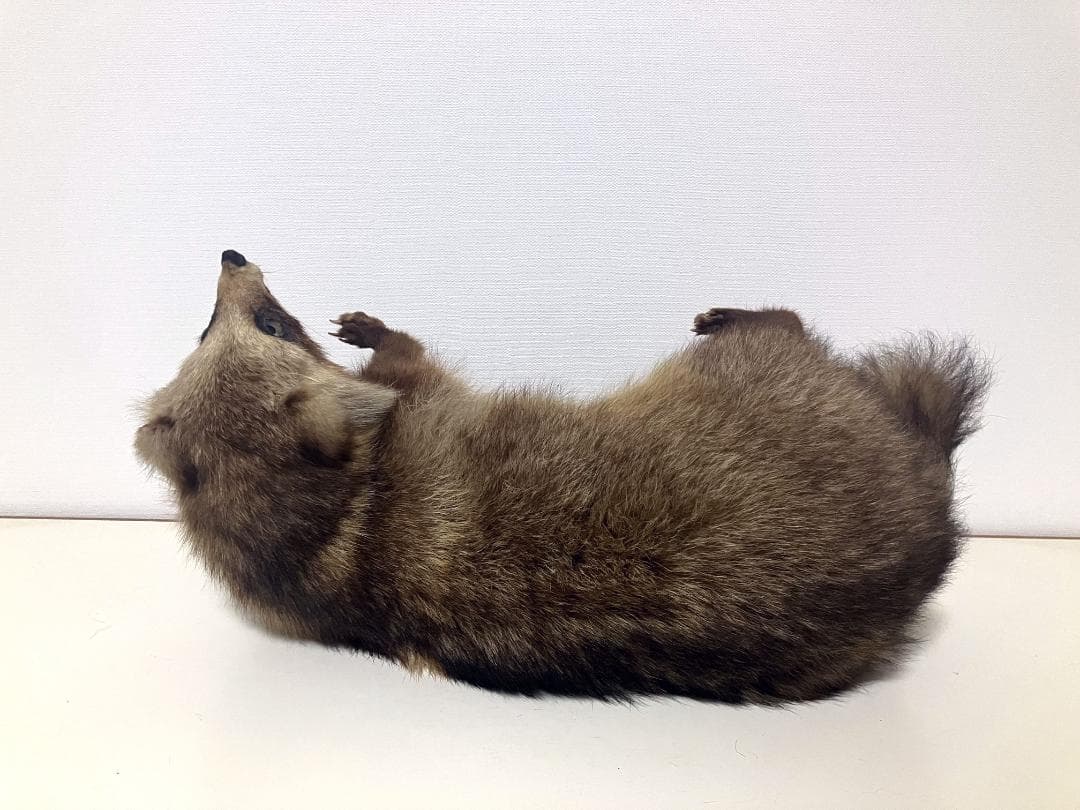 狸の剥製：種の保存法に該当しない動物