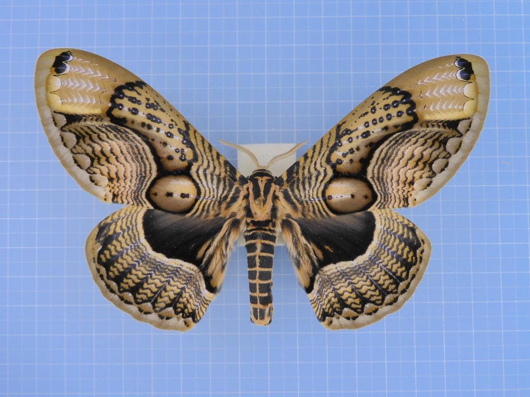 昆虫標本 ムネスジフトカミキリモドキ