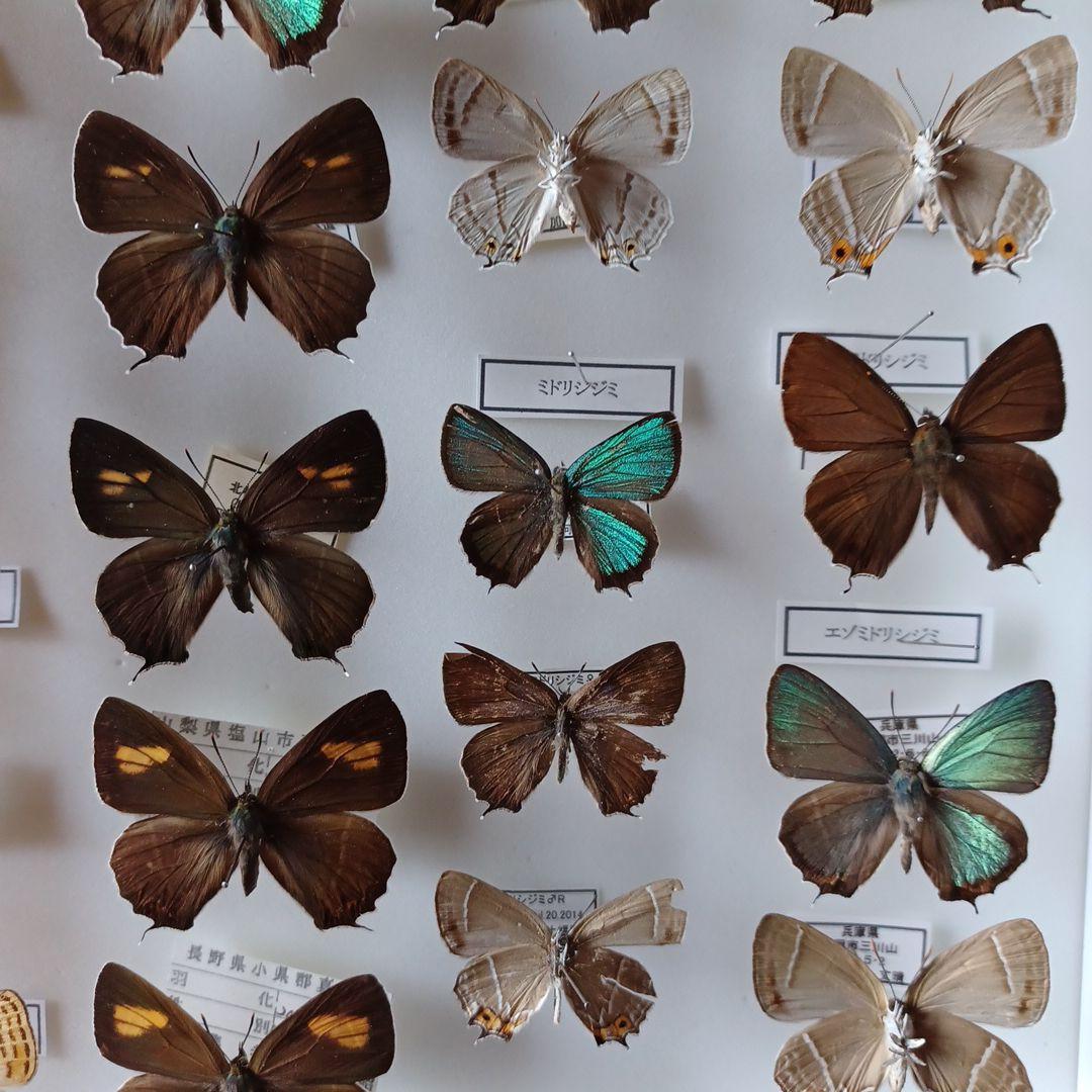 蝶標本 日本ゼフィルス選 20種99頭