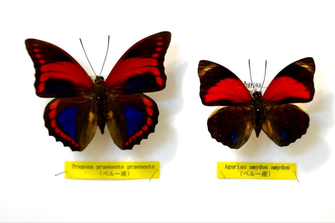 蝶標本 プレポナ アグリアス/アカルリオビタテハ/アミドンミイロタテハ