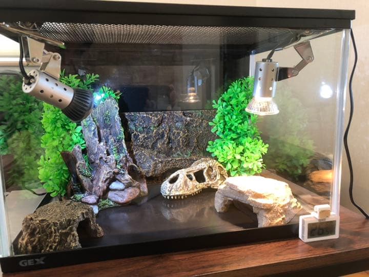 カナヘビ トカゲ 爬虫類 飼育セット