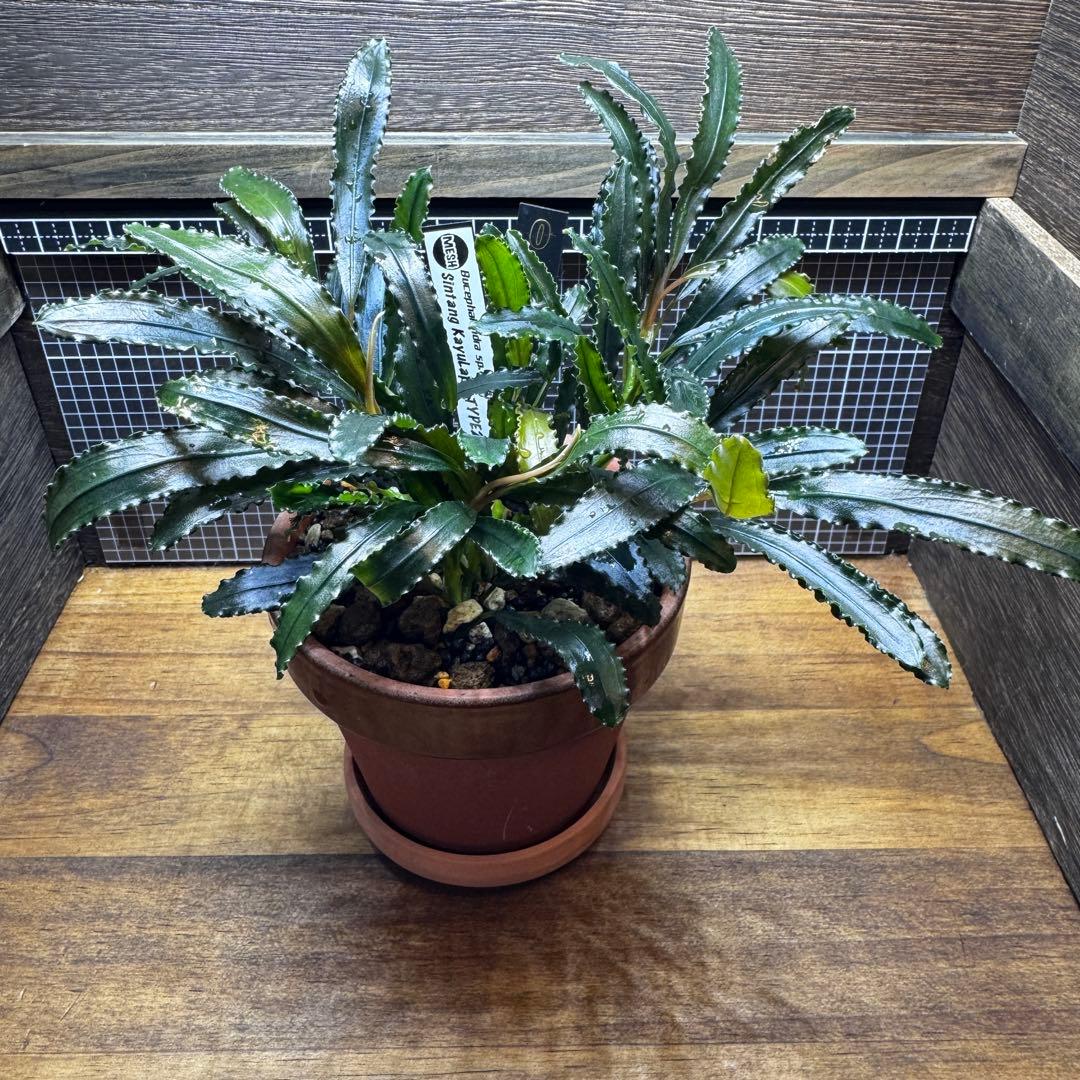 ブセファランドラsp.シンタン カユラピス TYPE2全銀 水上株1ポット［0］