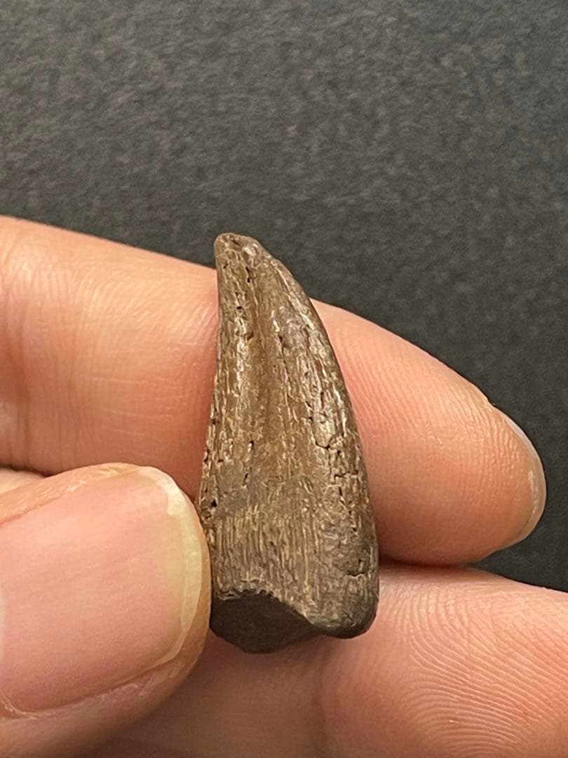 アンズ 爪化石 化石 地獄の鶏