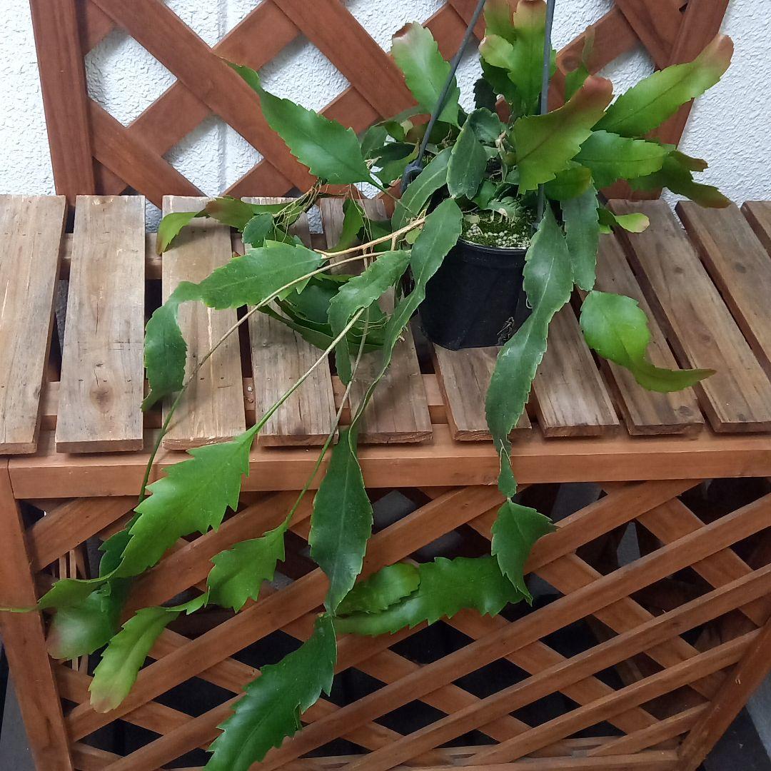 喜多川歌麿 文読む美人 長澤正秀作 寄木 伝統工芸