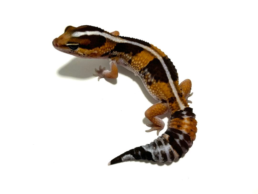 クロコオロギL 約1000匹1kg 冷凍コオロギ コオロギ レオパ 餌