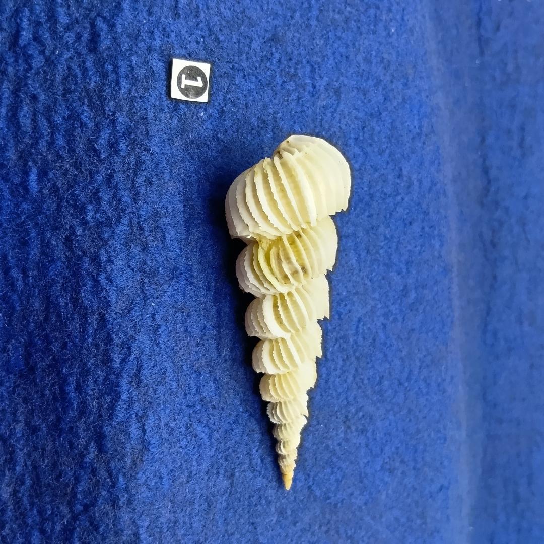 ①-1貝標本ヤエバイトカケ（蓋付：胴太型） 標本用品