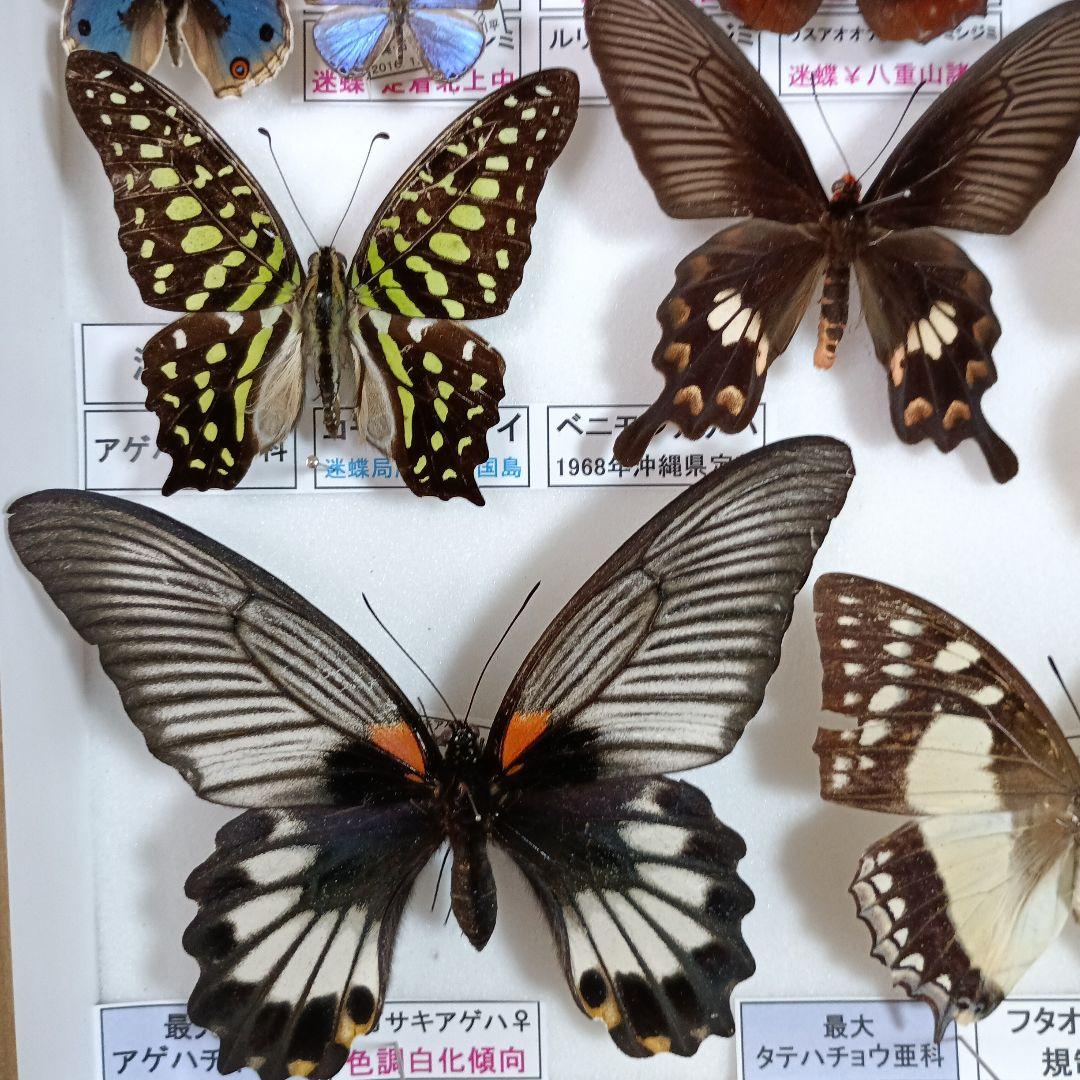 3/17まで掲載：日本の稀少蝶 地域特産種・局地発生（亜）種