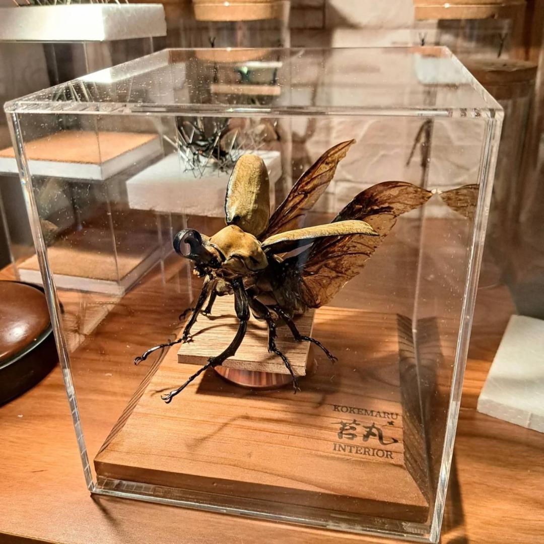 ショーケース】150×150×180 ※アクリル製ケース、無垢材土台 ショーケース】