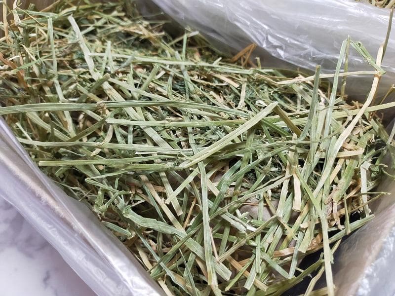 5/31まで】 カナダ産 チモシー 50kg スーパープレミアム 1番刈り