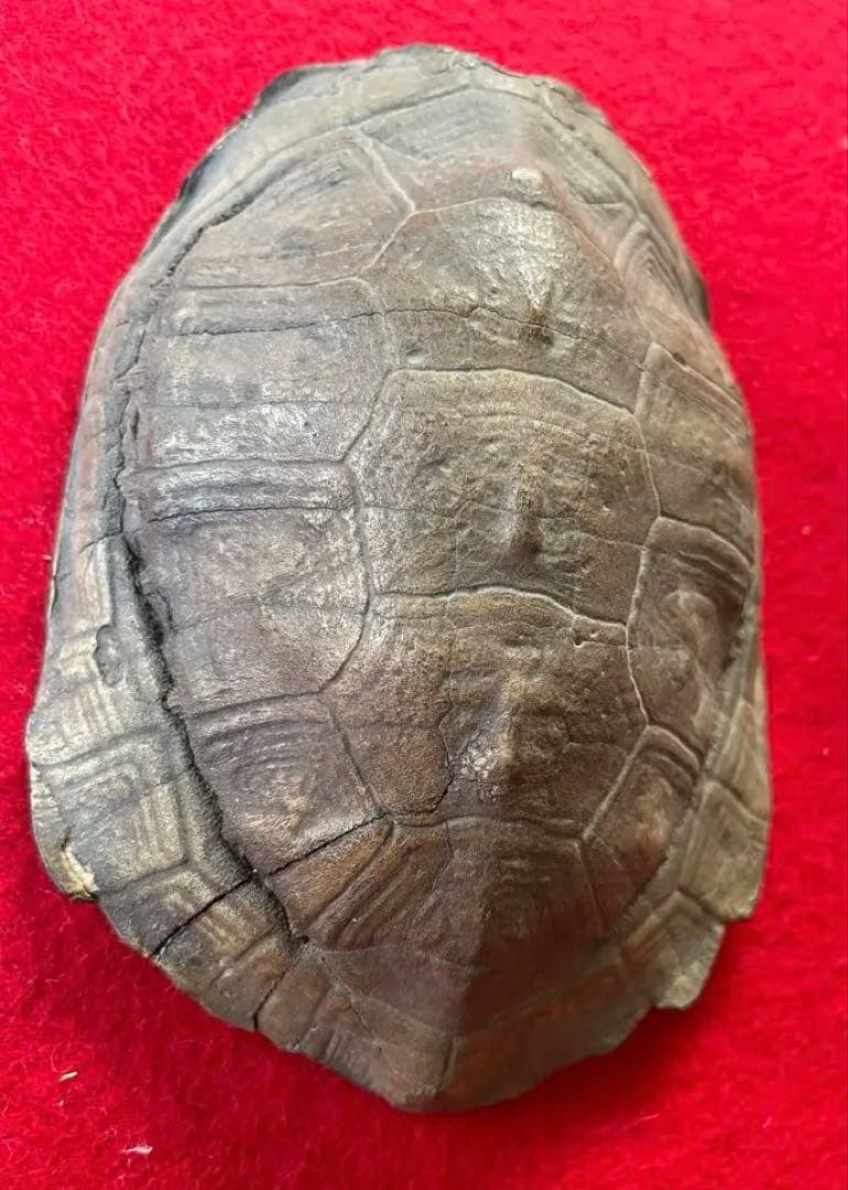 美術作品・亀の彫像・小物入れ・骨董品・松立斉・亀彫刻・印籠・彫刻・