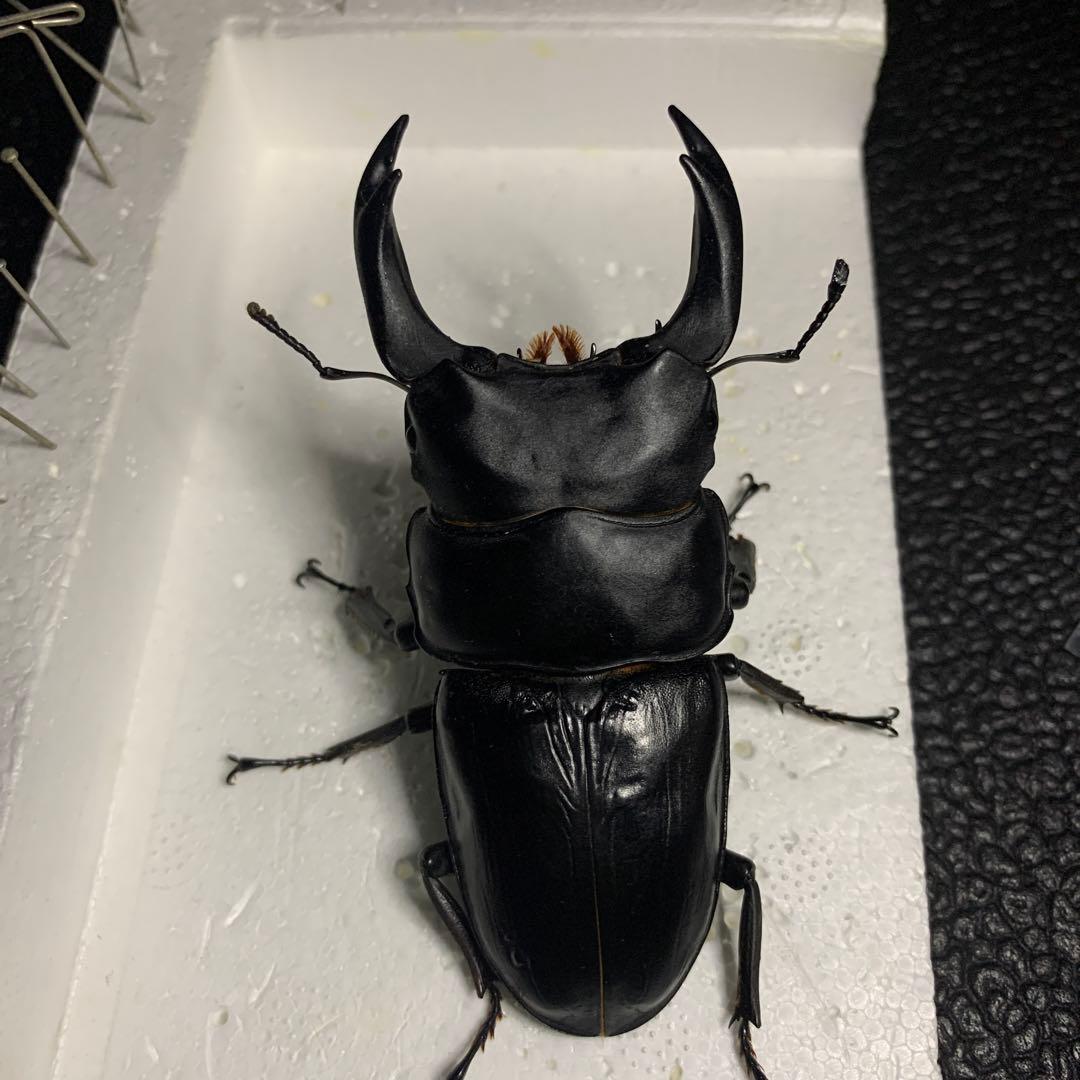 オオクワガタ 標本 死虫 能勢YG血統 脅威の88.8ミリ！