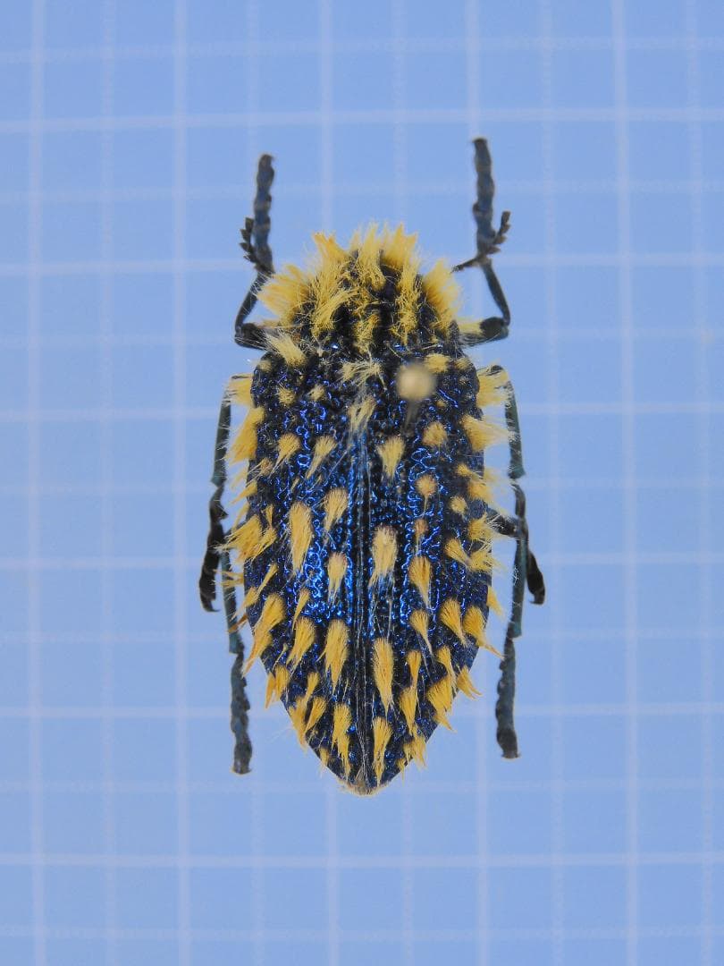 ブラジル産 ゾウカブト 86mmX43mm