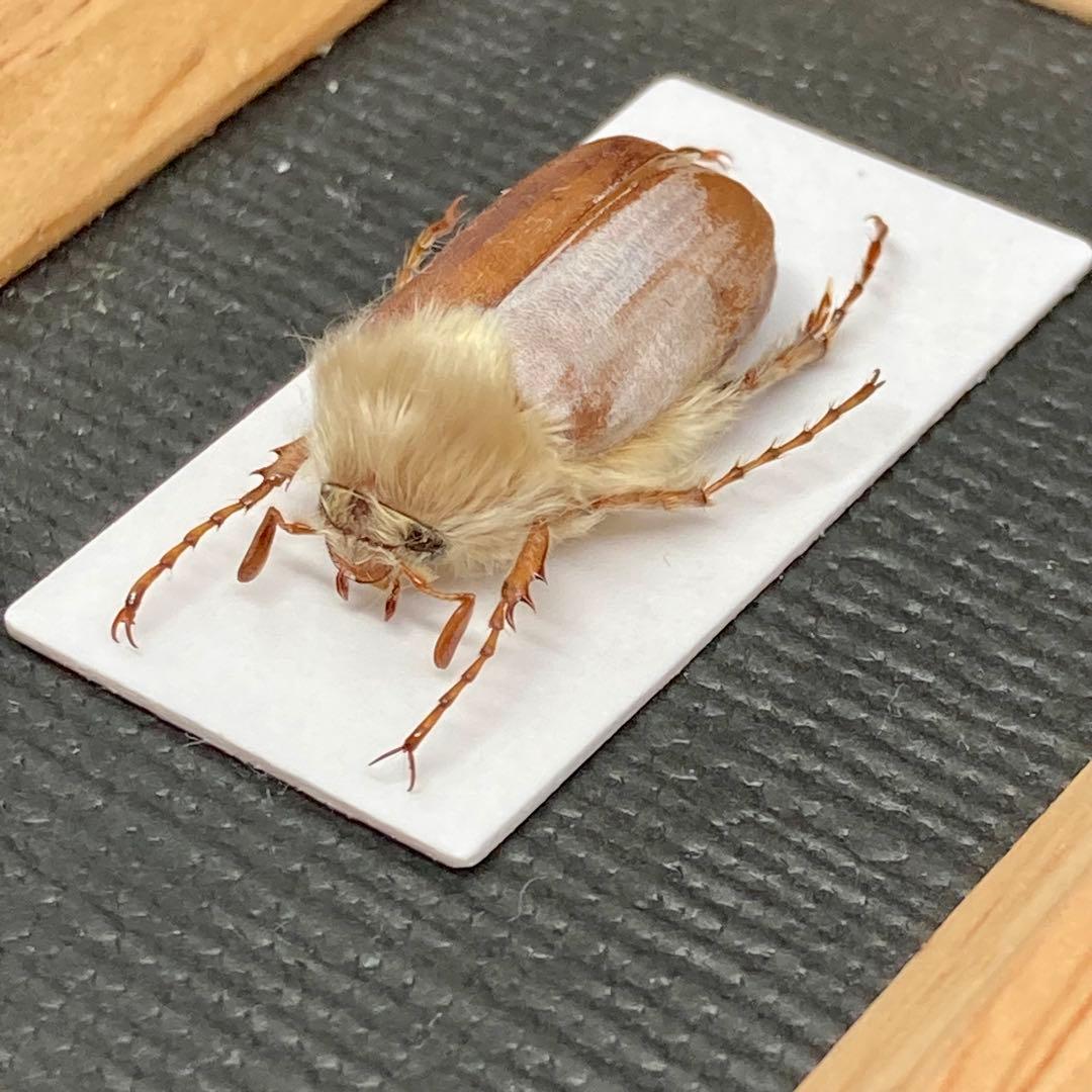 モフモフの立て髪のゴリラコガネ③【標本】 - メルカリ