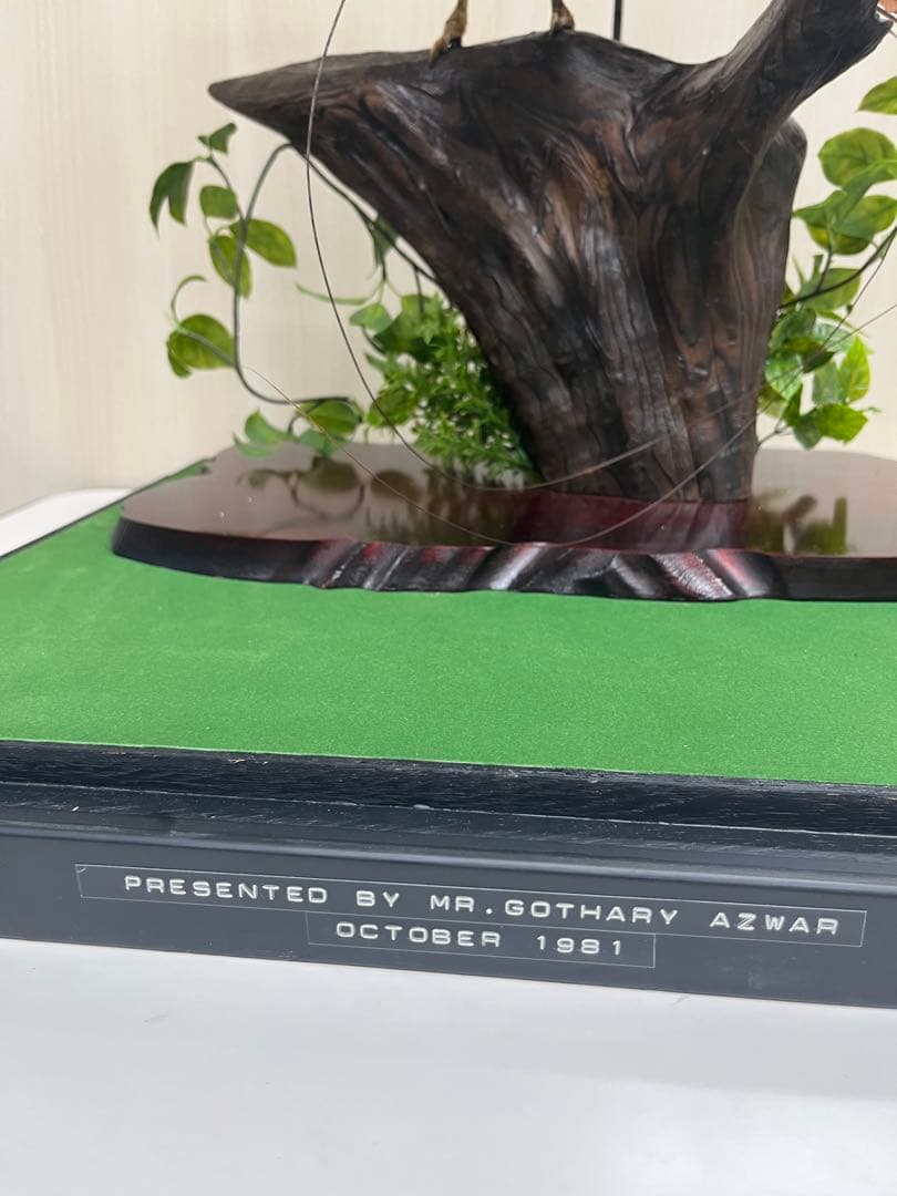 鳥の標本 極楽鳥 インドネシア 剥製