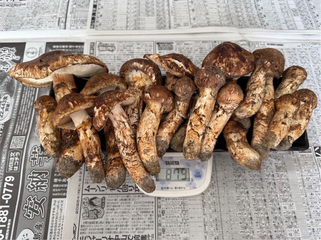 松茸　北海道　850g 訳あり　送料込　国産 楽天市場】送料無料 天然国産 高野松茸 約200g 300g [ ツボミ 中ツボミ