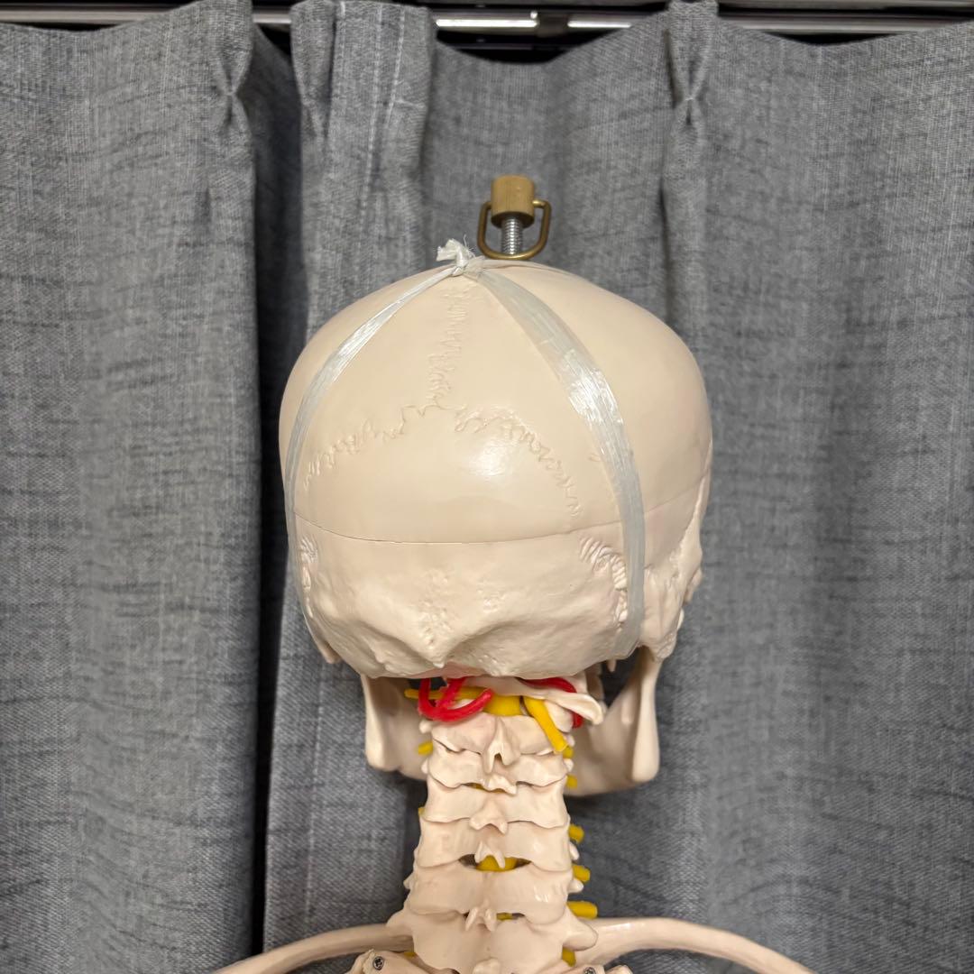 骨模型　全身　等身大　キャスター付　整体院　整骨院