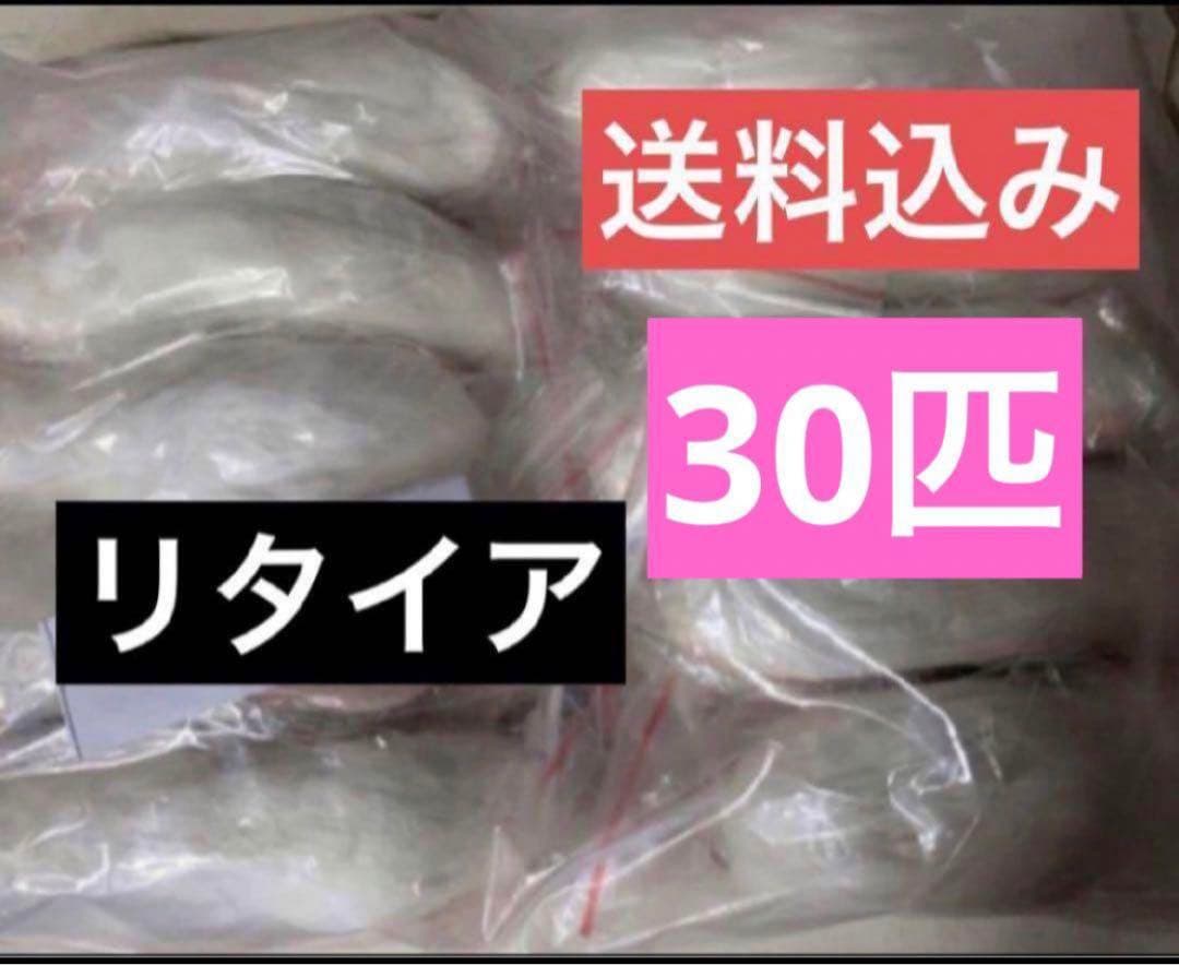 冷凍マウス リタイアマウス 30匹 約10cm ヘビ 爬虫類 冷凍えさ 同梱可