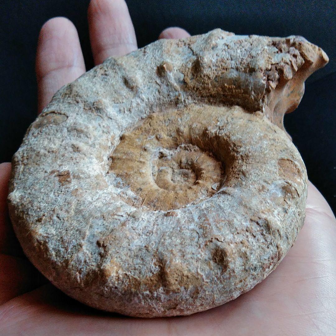 化石 骨格 標本 アンモナイト 100mm