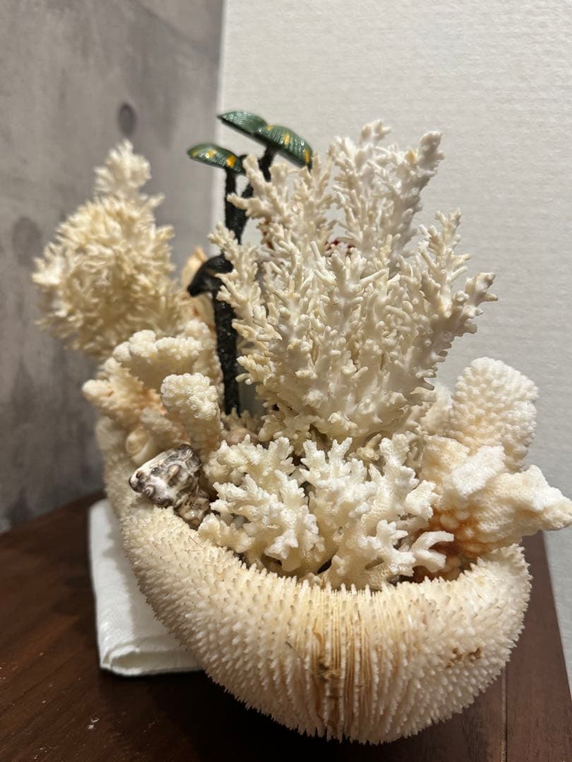 白珊瑚天然 オブジェ アクアリウム インテリア デコレーション サンゴ