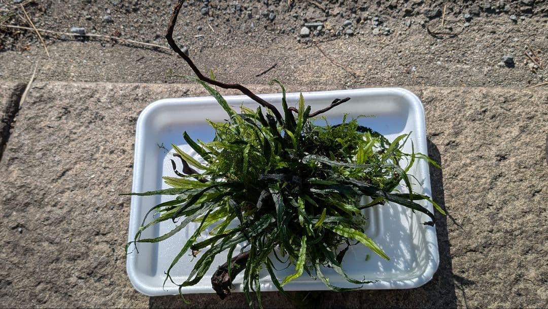 ミクロソリウム本ナロー大株、ウィーピングモス自然活着のとても特徴が